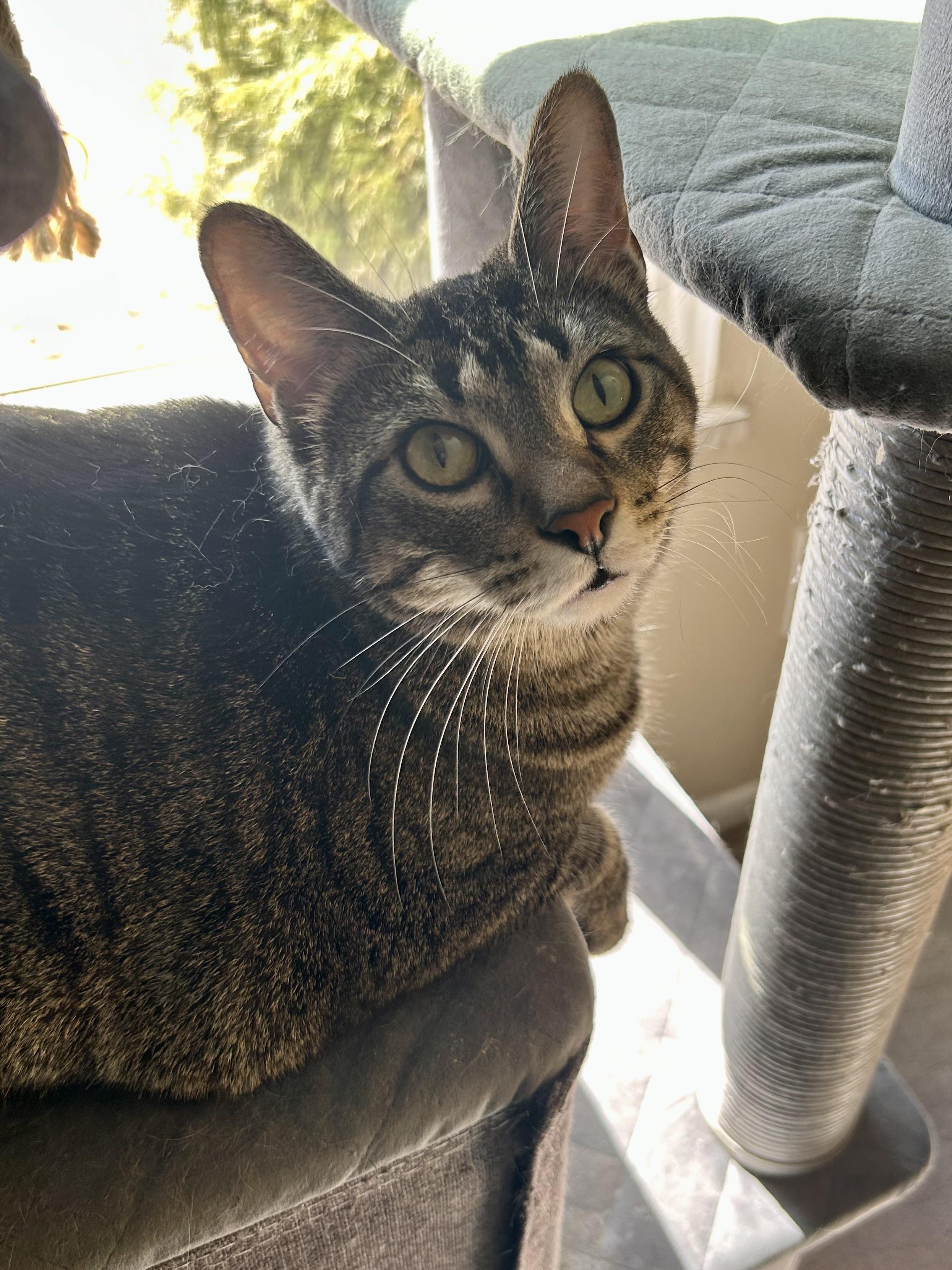 Enlarge Jumble, a Adoptable Domestic Short Hair in Decatur, IL image 5/6