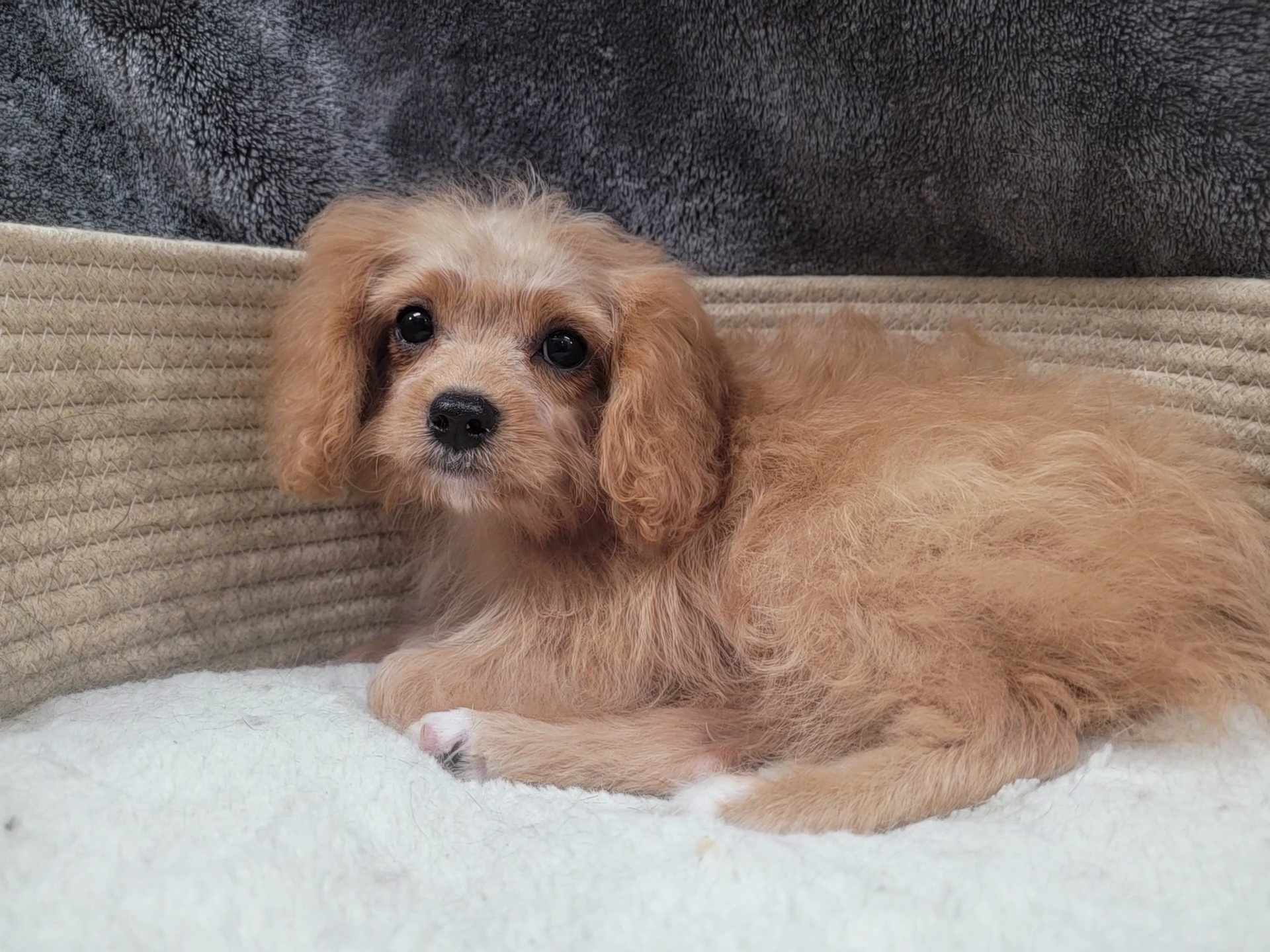 Enlarge Tiny Tim, a Adoptable Cavapoo in Lincolnwood, IL image 3/4