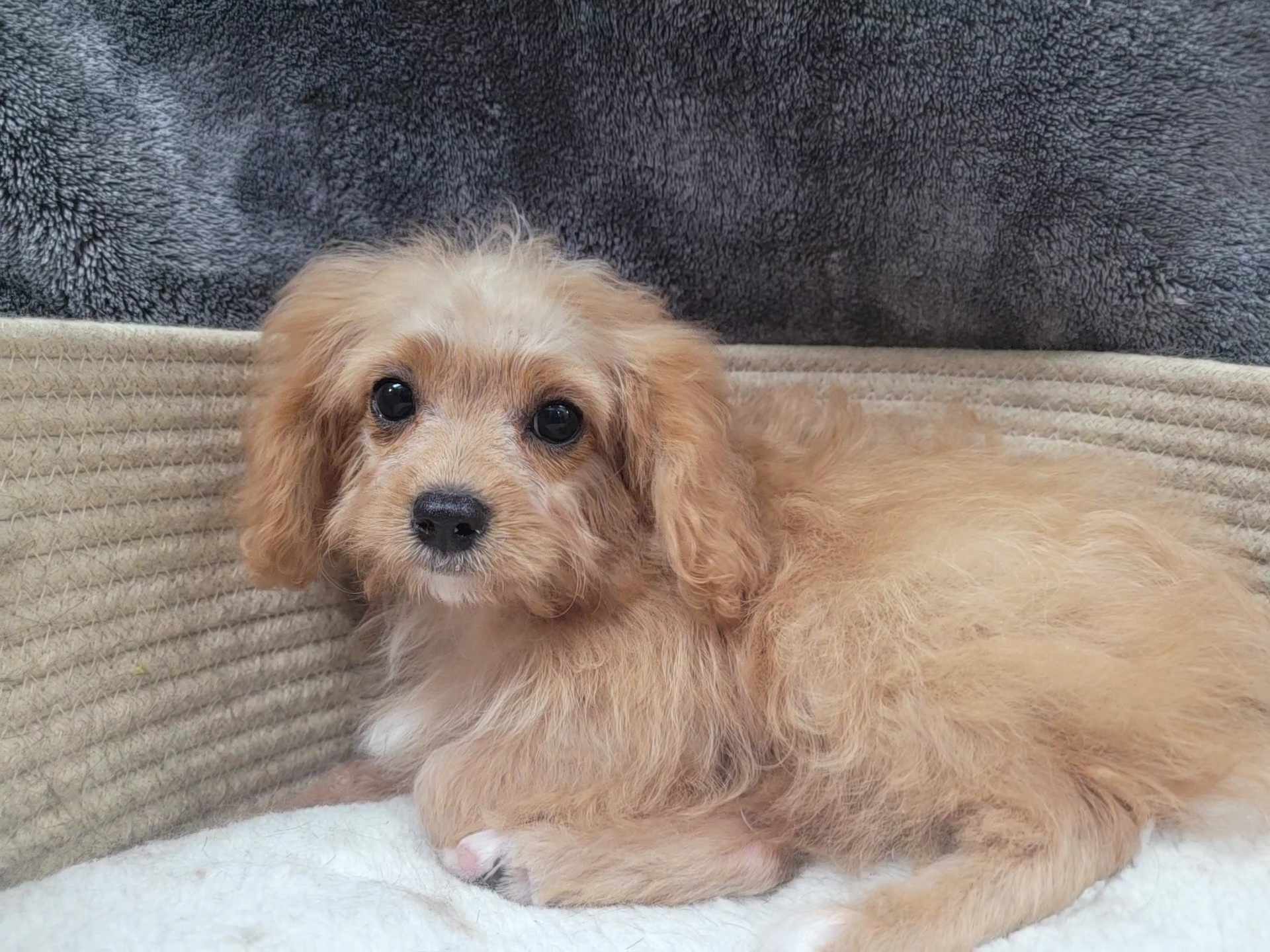 Enlarge Tiny Tim, a Adoptable Cavapoo in Lincolnwood, IL image 1/4
