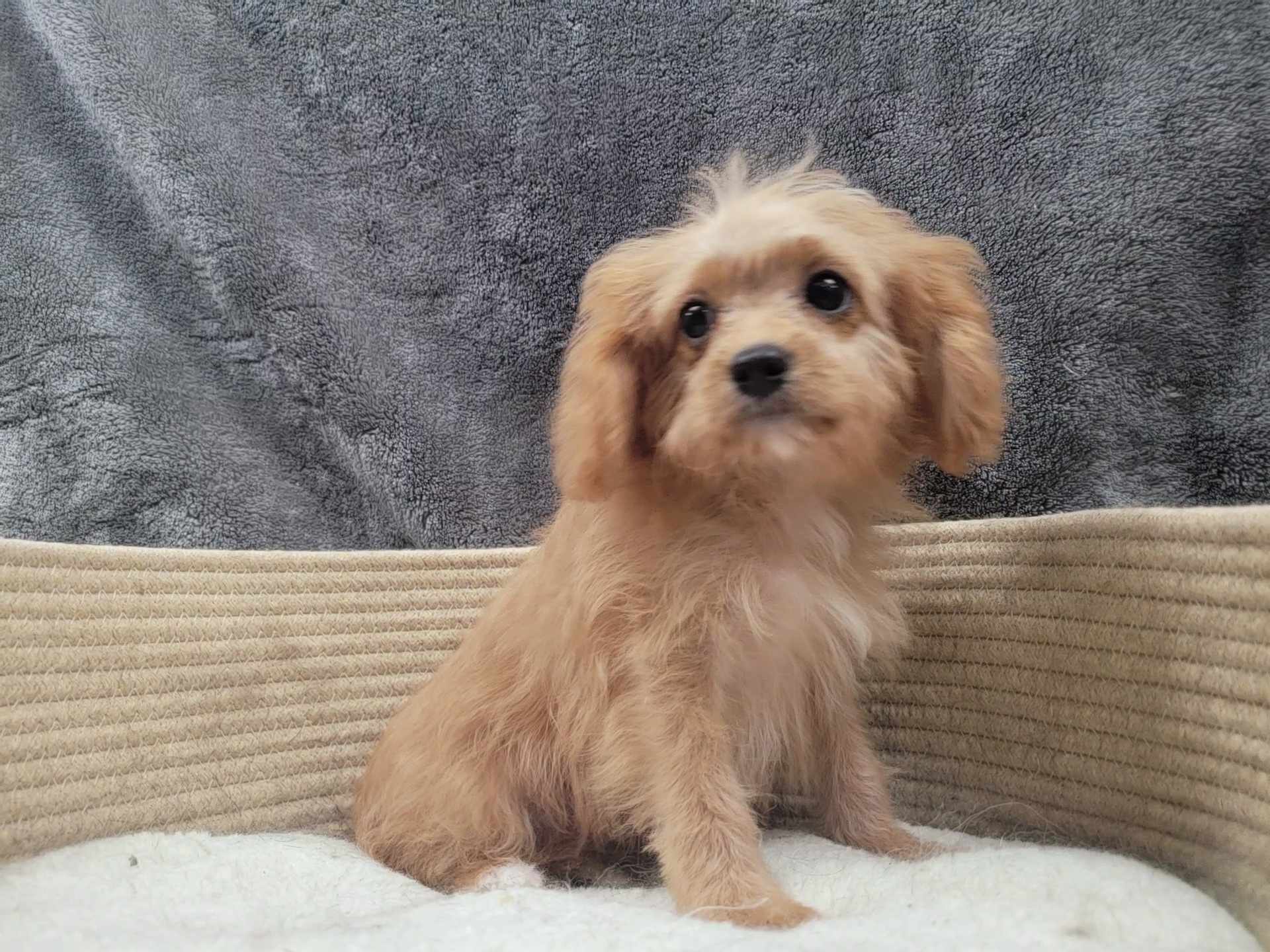 Enlarge Tiny Tim, a Adoptable Cavapoo in Lincolnwood, IL image 2/4