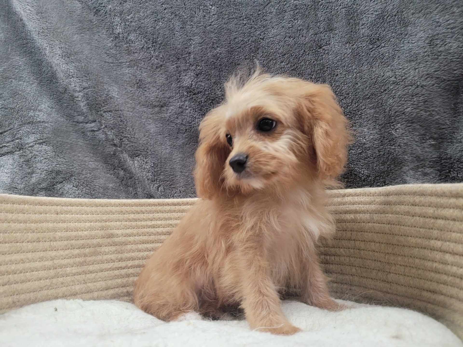 Enlarge Tiny Tim, a Adoptable Cavapoo in Lincolnwood, IL image 4/4