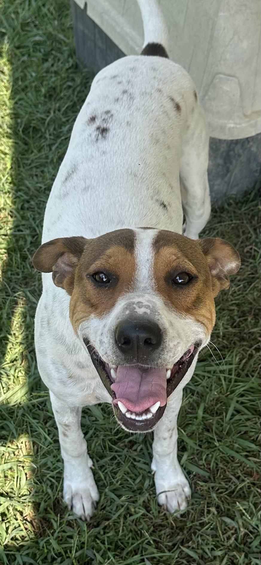 Ollie, Adoptable, Adult Male Mixed Breed.