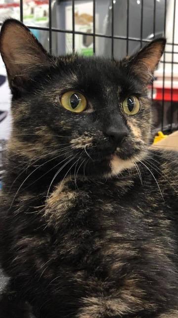 Annabelle, a Adoptable mixed breed in Ballwin, MO image 2/6