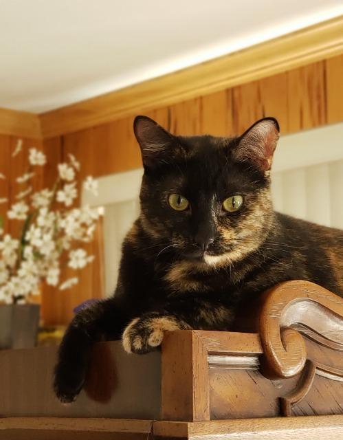 Annabelle, a Adoptable mixed breed in Ballwin, MO image 3/6