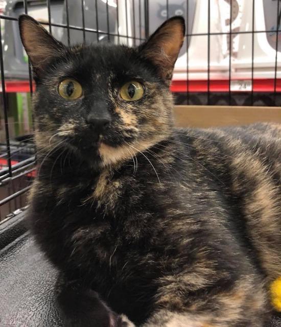 Enlarge Annabelle, a Adoptable mixed breed in Ballwin, MO image 2/6