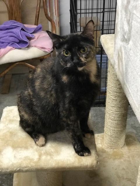 Enlarge Annabelle, a Adoptable mixed breed in Ballwin, MO image 3/6