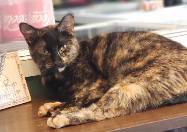 Enlarge Annabelle, a Adoptable mixed breed in Ballwin, MO image 5/6