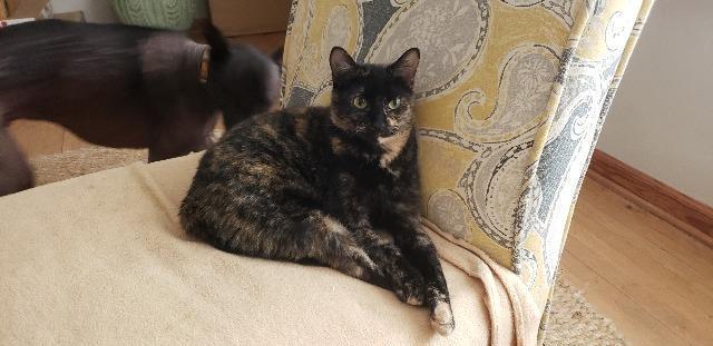 Enlarge Annabelle, a Adoptable mixed breed in Ballwin, MO image 6/6