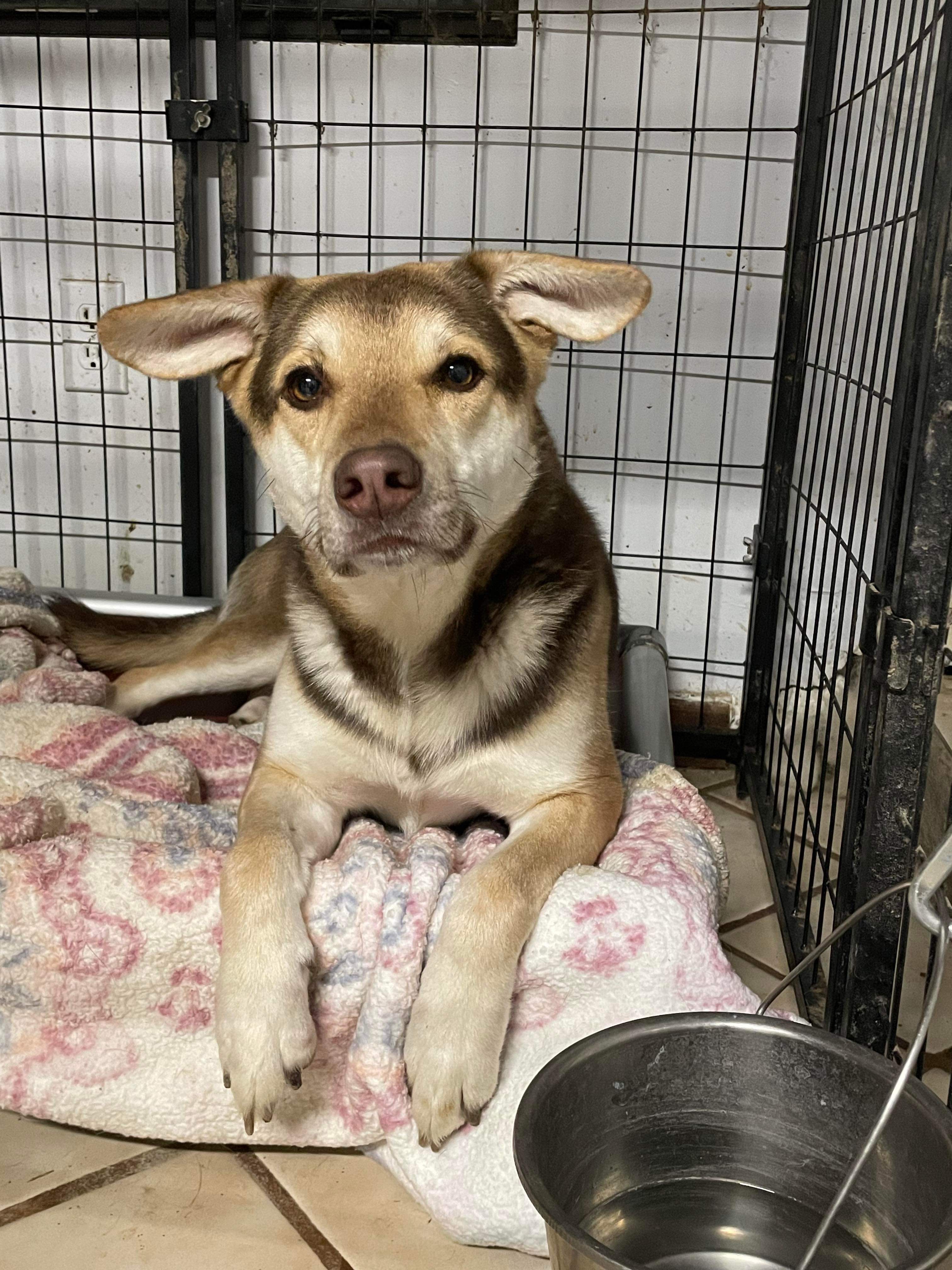 Enlarge Bergamot, a Adoptable mixed breed in Eureka, MO image 1/1
