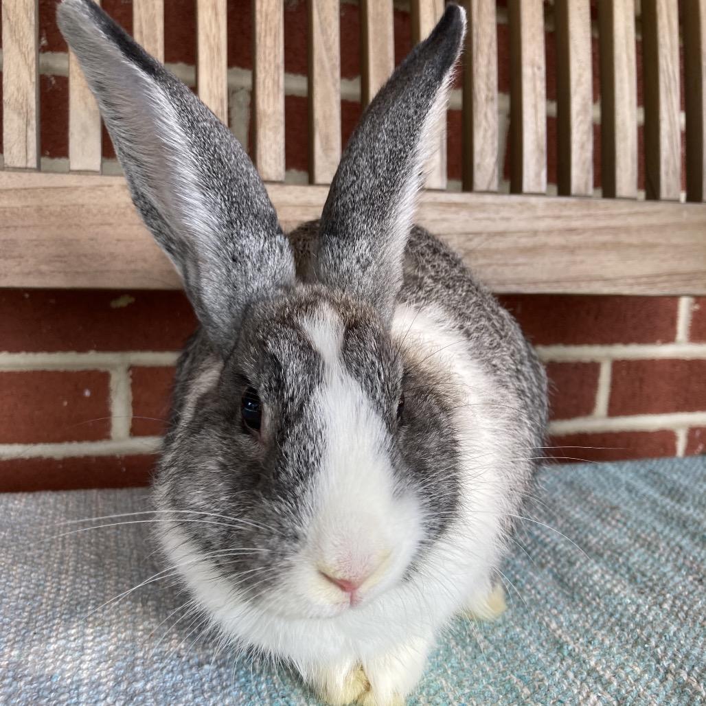 Royalty, a Adoptable Dutch in Baltimore, MD image 1/6