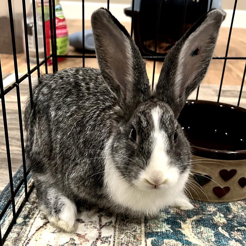 Royalty, a Adoptable Dutch in Baltimore, MD image 2/6