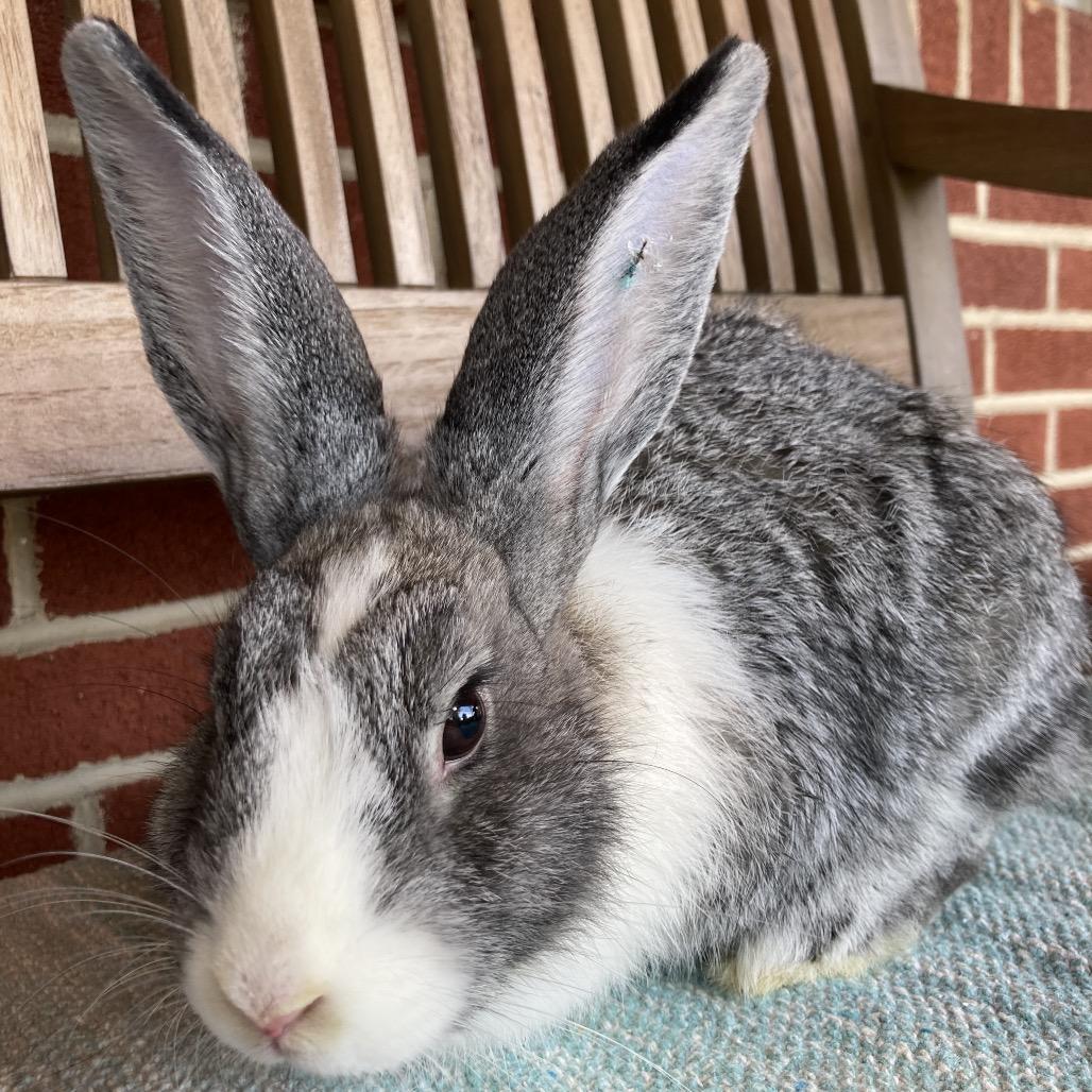 Royalty, a Adoptable Dutch in Baltimore, MD image 3/6