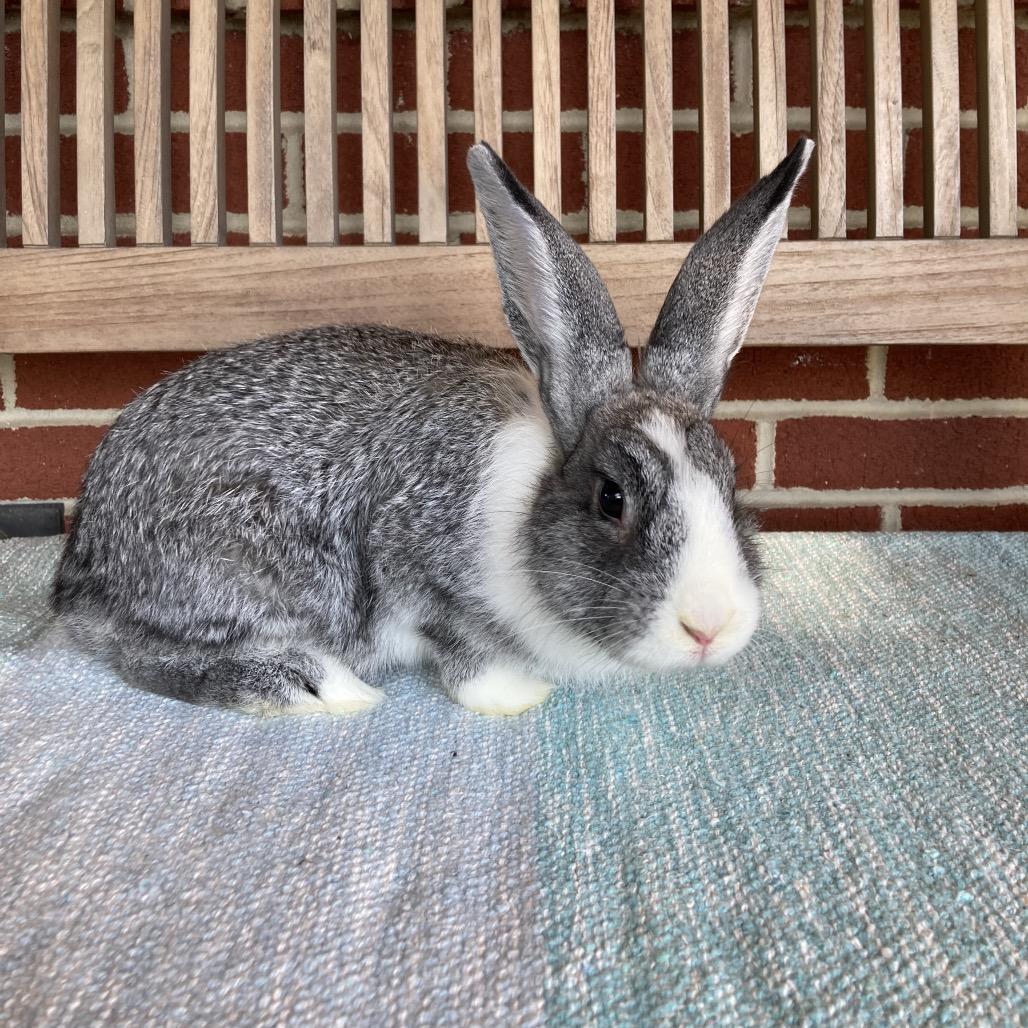 Royalty, a Adoptable Dutch in Baltimore, MD image 5/6