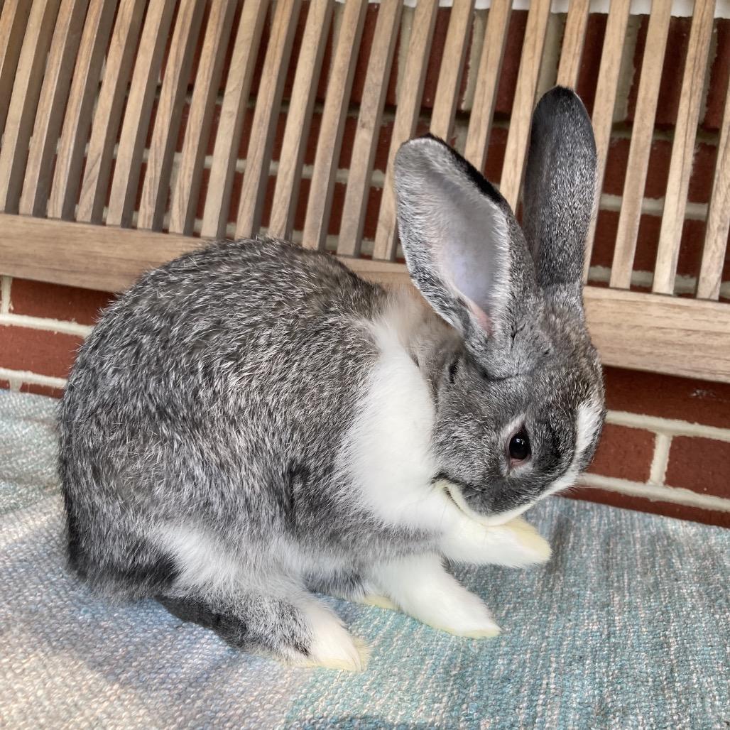 Royalty, a Adoptable Dutch in Baltimore, MD image 6/6