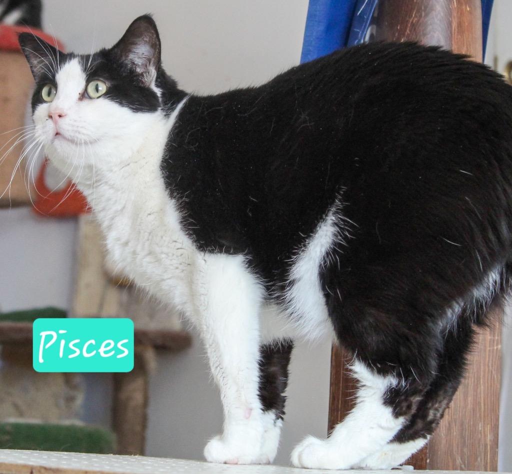 Enlarge Pisces, a Adoptable mixed breed in Ogden, UT image 2/4