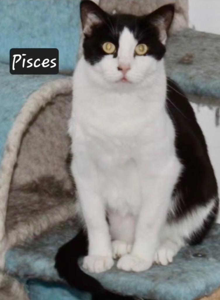 Enlarge Pisces, a Adoptable mixed breed in Ogden, UT image 3/4