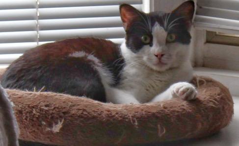 Enlarge Pisces, a Adoptable mixed breed in Ogden, UT image 1/3