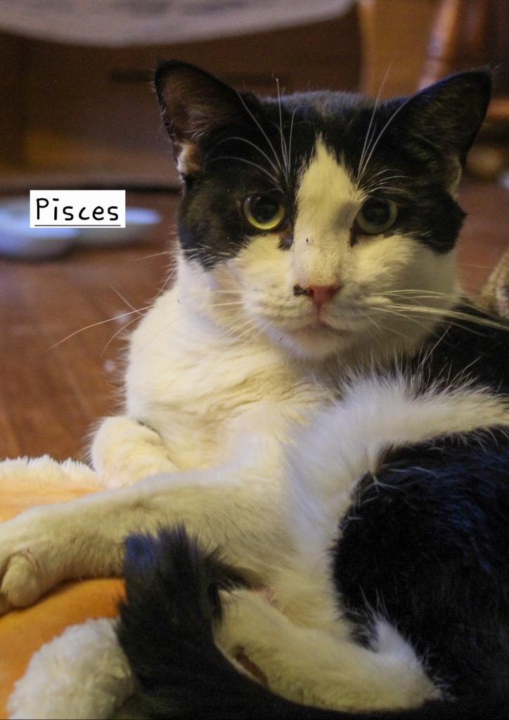 Enlarge Pisces, a Adoptable mixed breed in Ogden, UT image 4/4