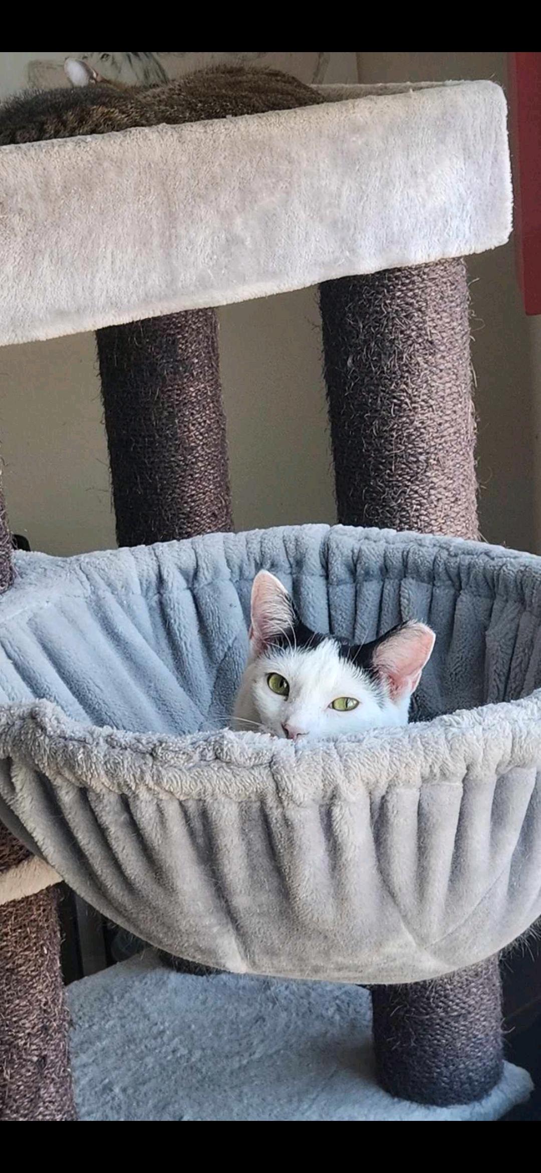 Cutie, a Adoptable Domestic Short Hair in Charlotte, NC image 1/3