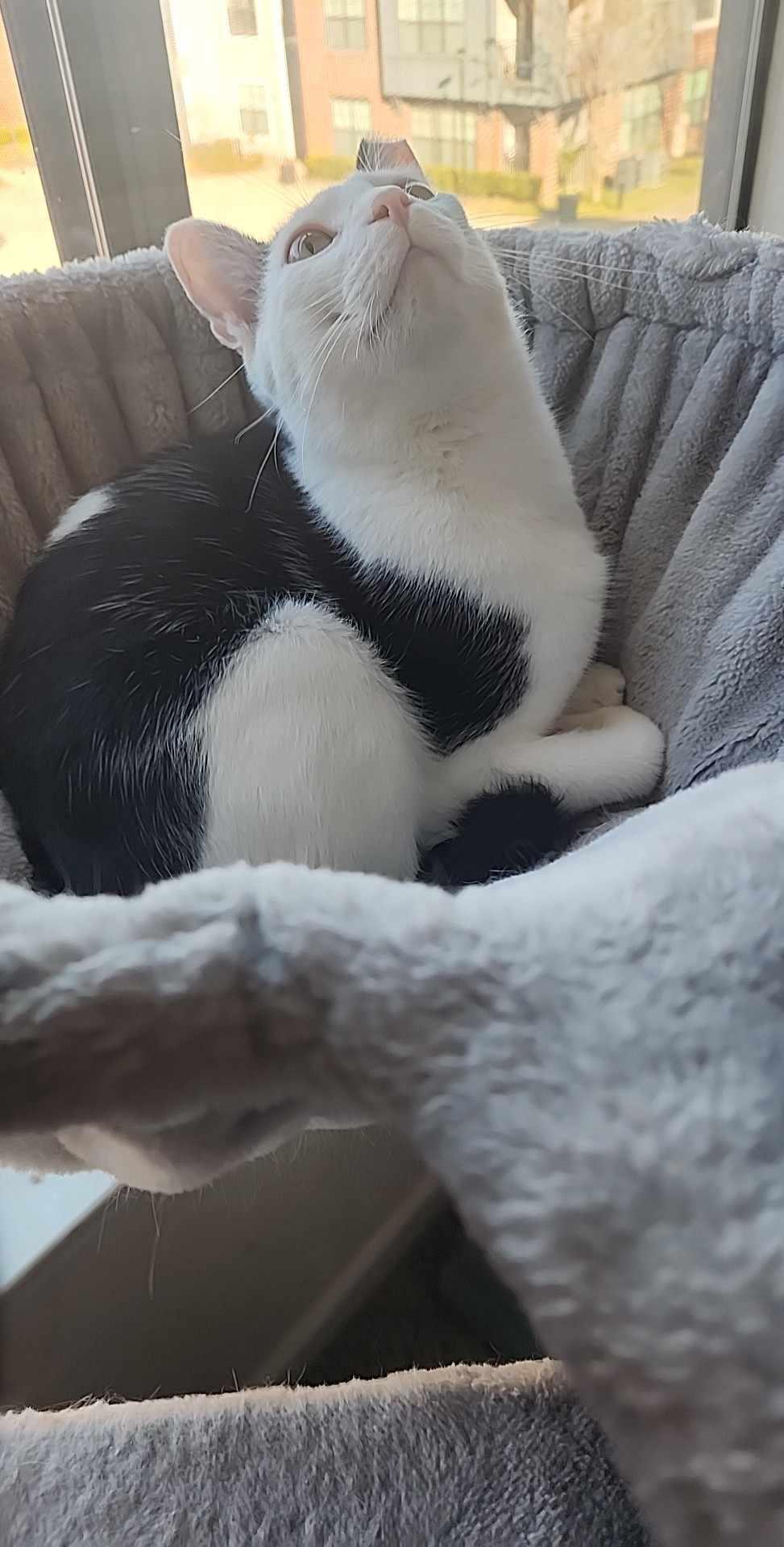 Cutie, a Adoptable Domestic Short Hair in Charlotte, NC image 2/3