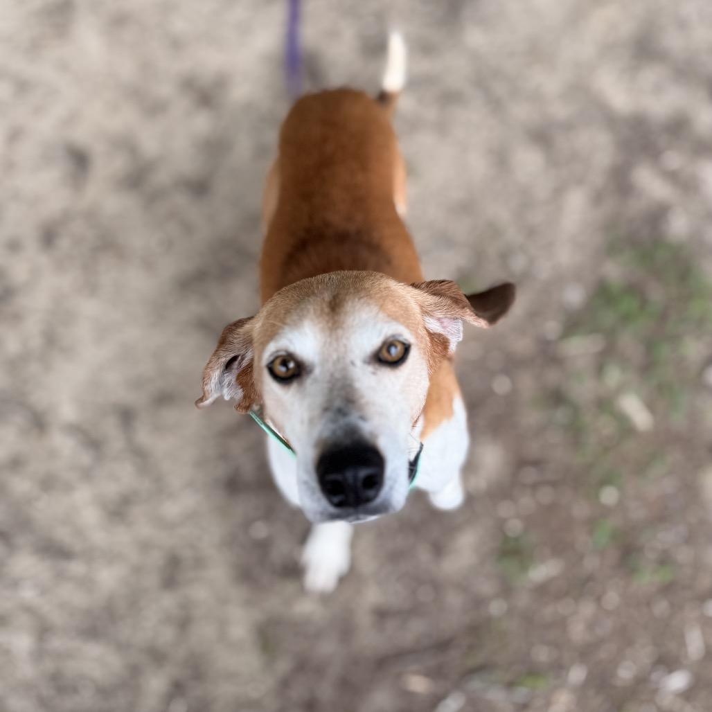 Henry, Adoptable, Adult Male Hound & Mixed Breed.