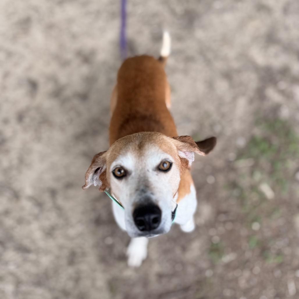 Henry, a Adoptable mixed breed in Durham, NC image 3/6
