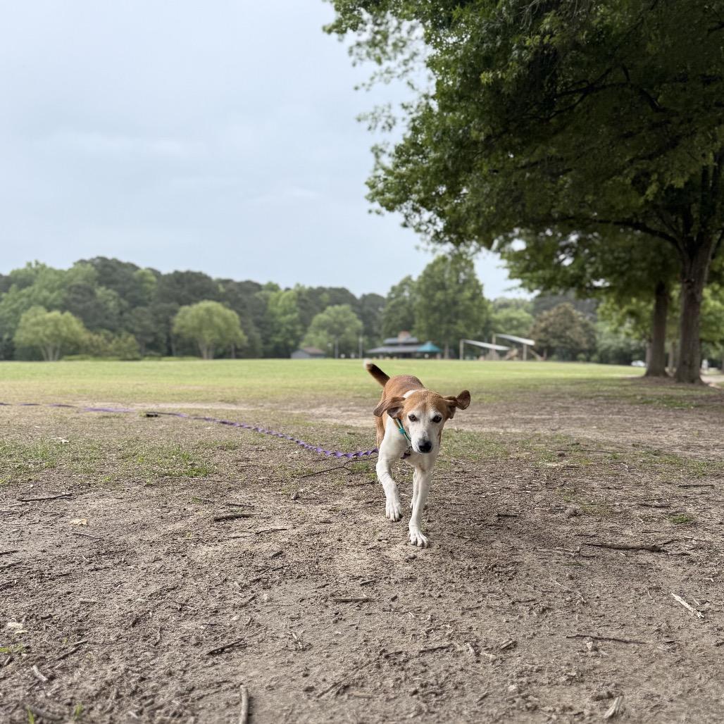Henry, a Adoptable mixed breed in Durham, NC image 3/6