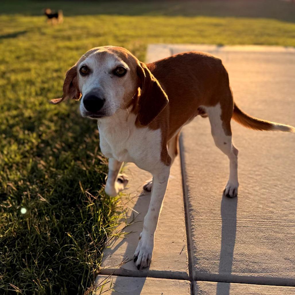 Henry, a Adoptable mixed breed in Durham, NC image 4/6