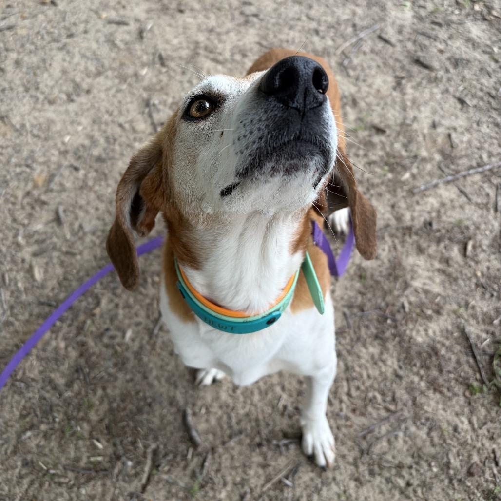 Henry, a Adoptable mixed breed in Durham, NC image 5/6