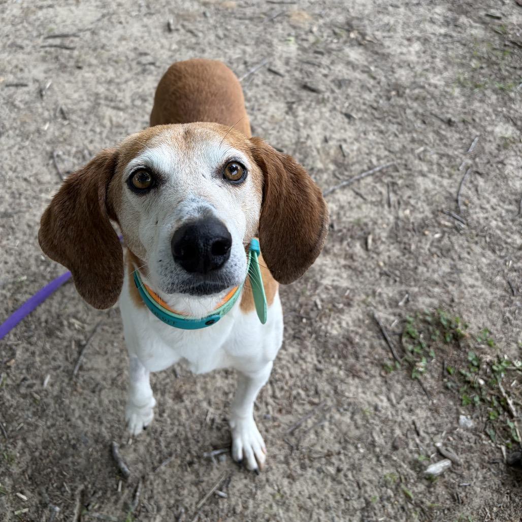 Henry, a Adoptable mixed breed in Durham, NC image 6/6