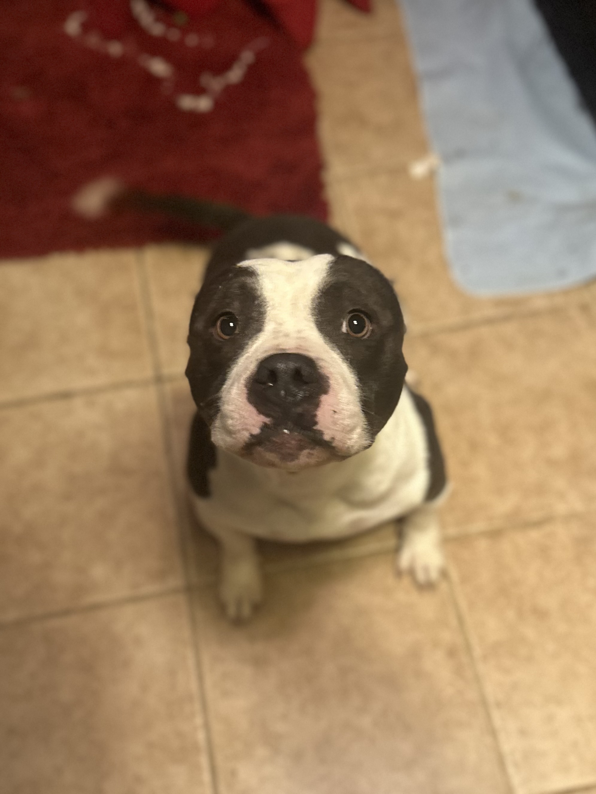 Gertie, Adopted, Adult Female American Bully.