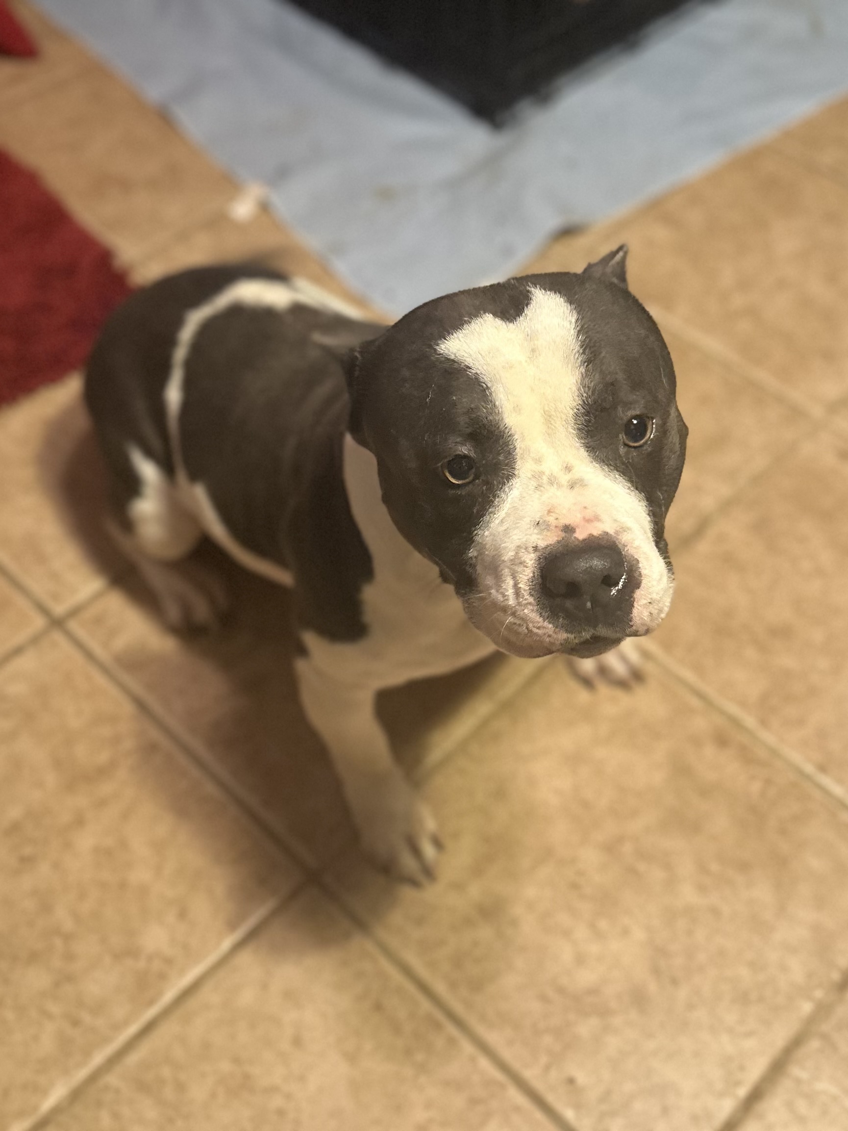 Enlarge Gertie, a Adopted American Bully in Tulsa, OK image 2/4