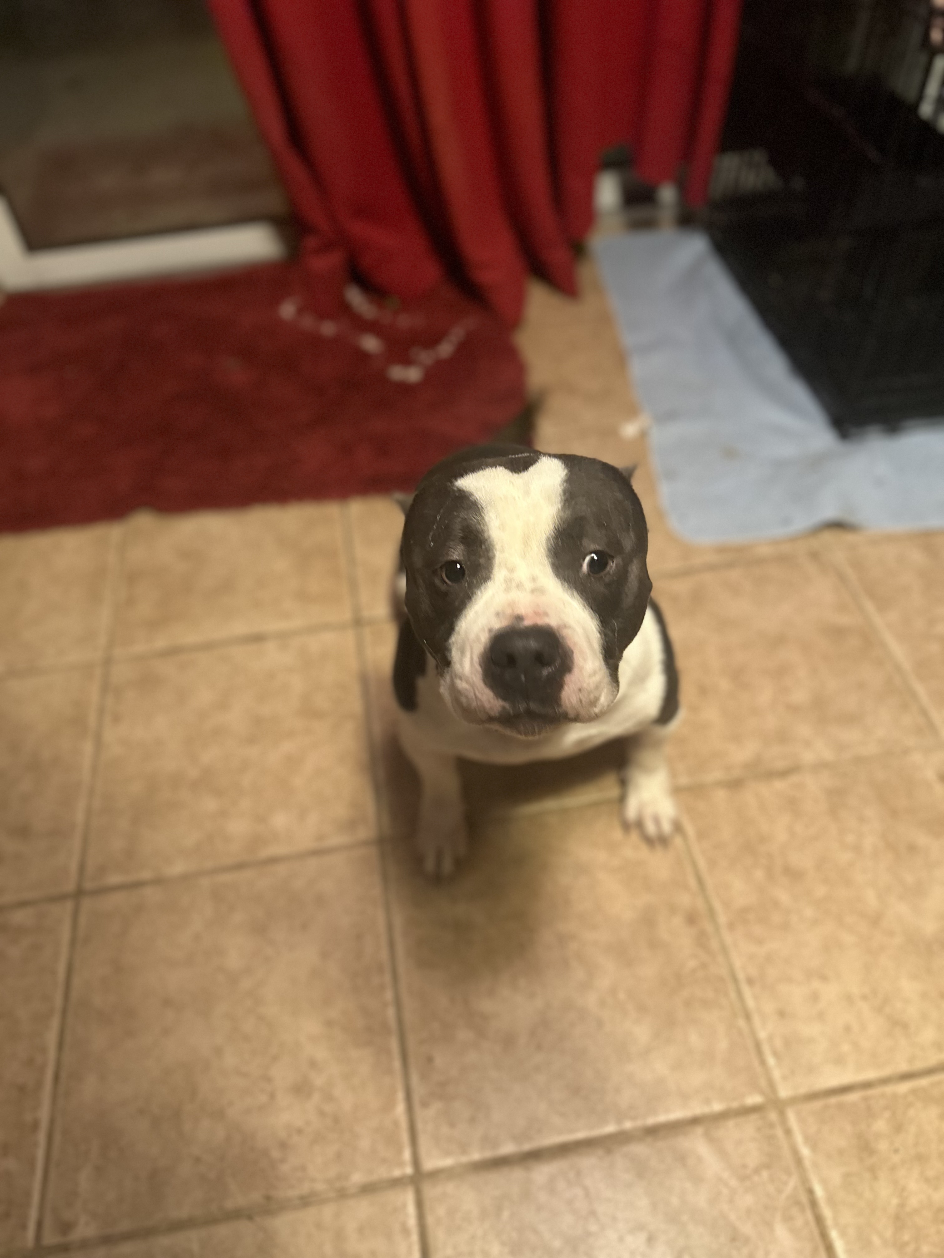 Enlarge Gertie, a Adopted American Bully in Tulsa, OK image 4/4