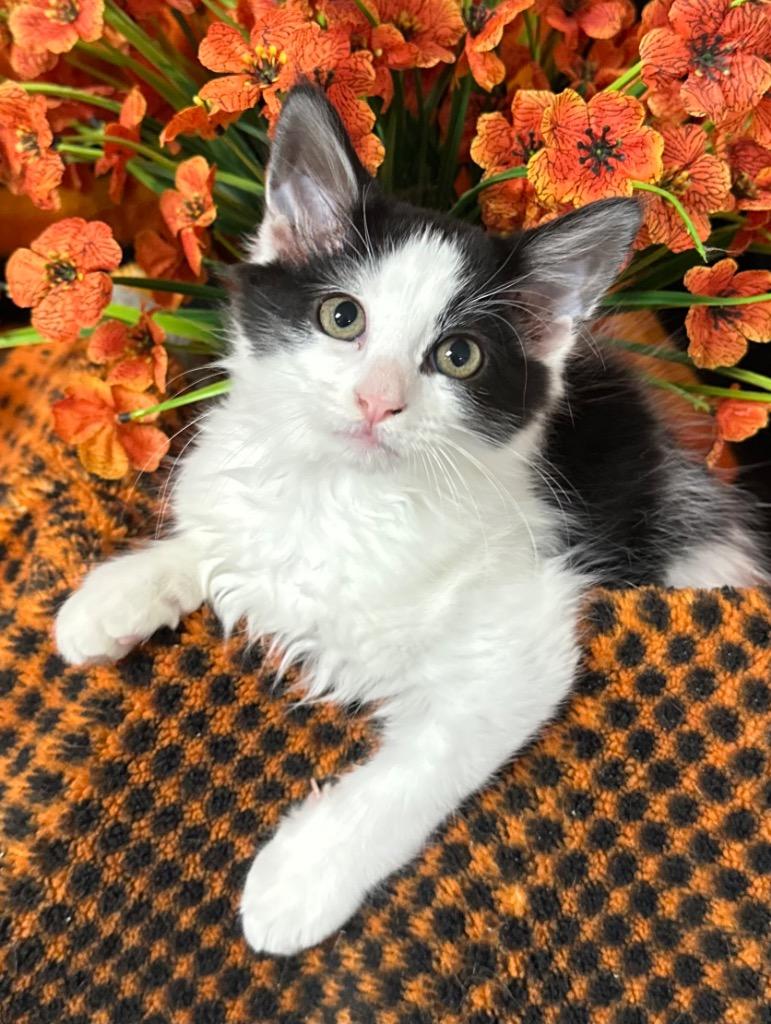 Enlarge 4/1/26 Francis, a Adopted mixed breed in Stillwater, OK image 1/1