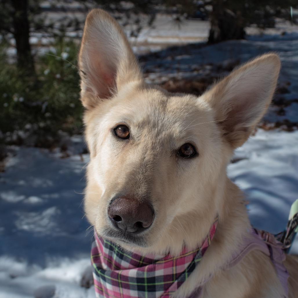 Willow, Adoptable, Young Female German Shepherd Dog.