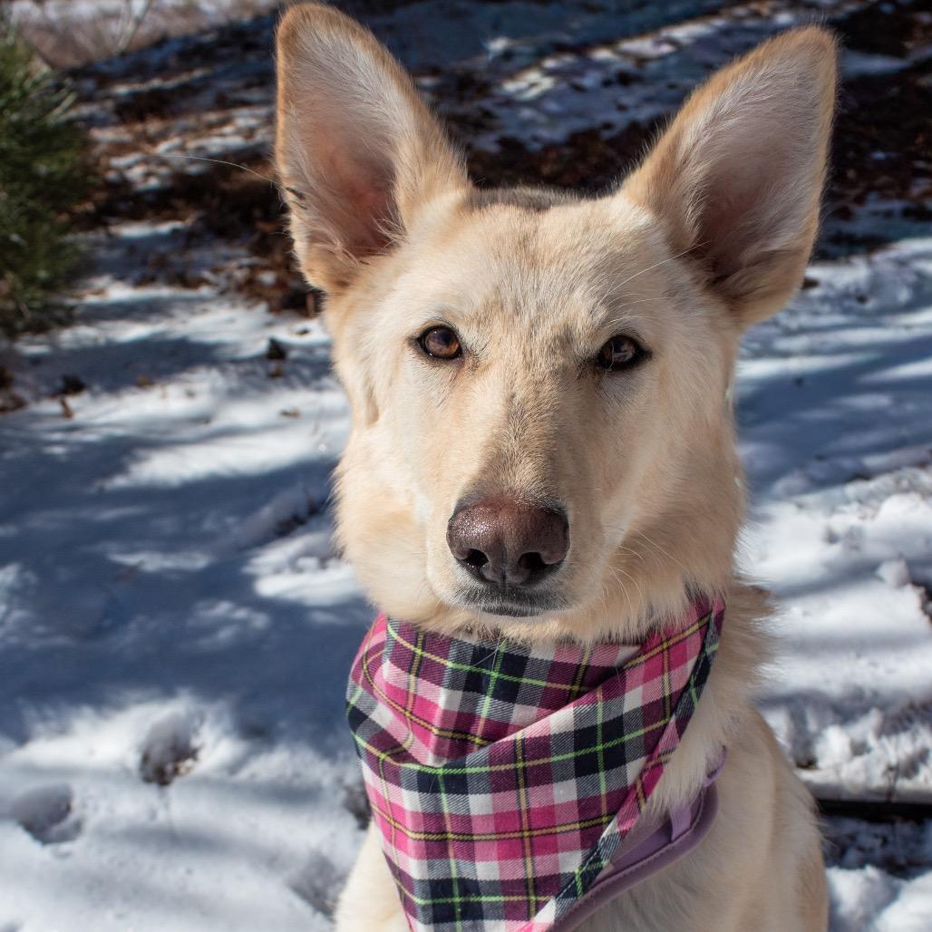 Willow, a Adoptable German Shepherd Dog in Lakewood, CO image 3/3