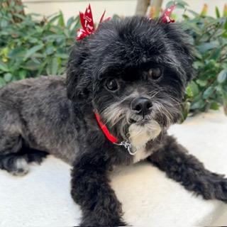 ELLORI, ADOPTABLE, Adult Female Shih poo.
