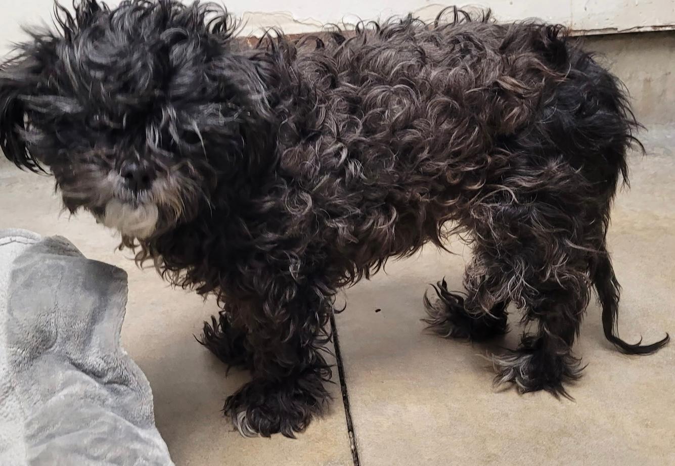 Enlarge ELLORI, a ADOPTABLE Shih poo in Santa Monica, CA image 4/4