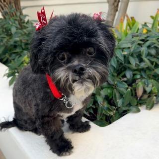 Enlarge ELLORI, a ADOPTABLE Shih poo in Santa Monica, CA image 2/4