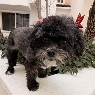 Enlarge ELLORI, a ADOPTABLE Shih poo in Santa Monica, CA image 3/4