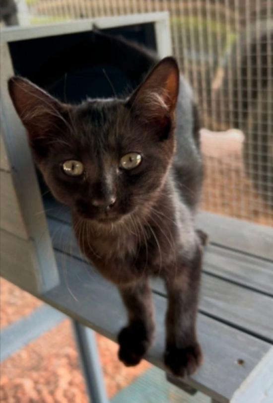 Vada, Adopted, Kitten Female Domestic Short Hair.