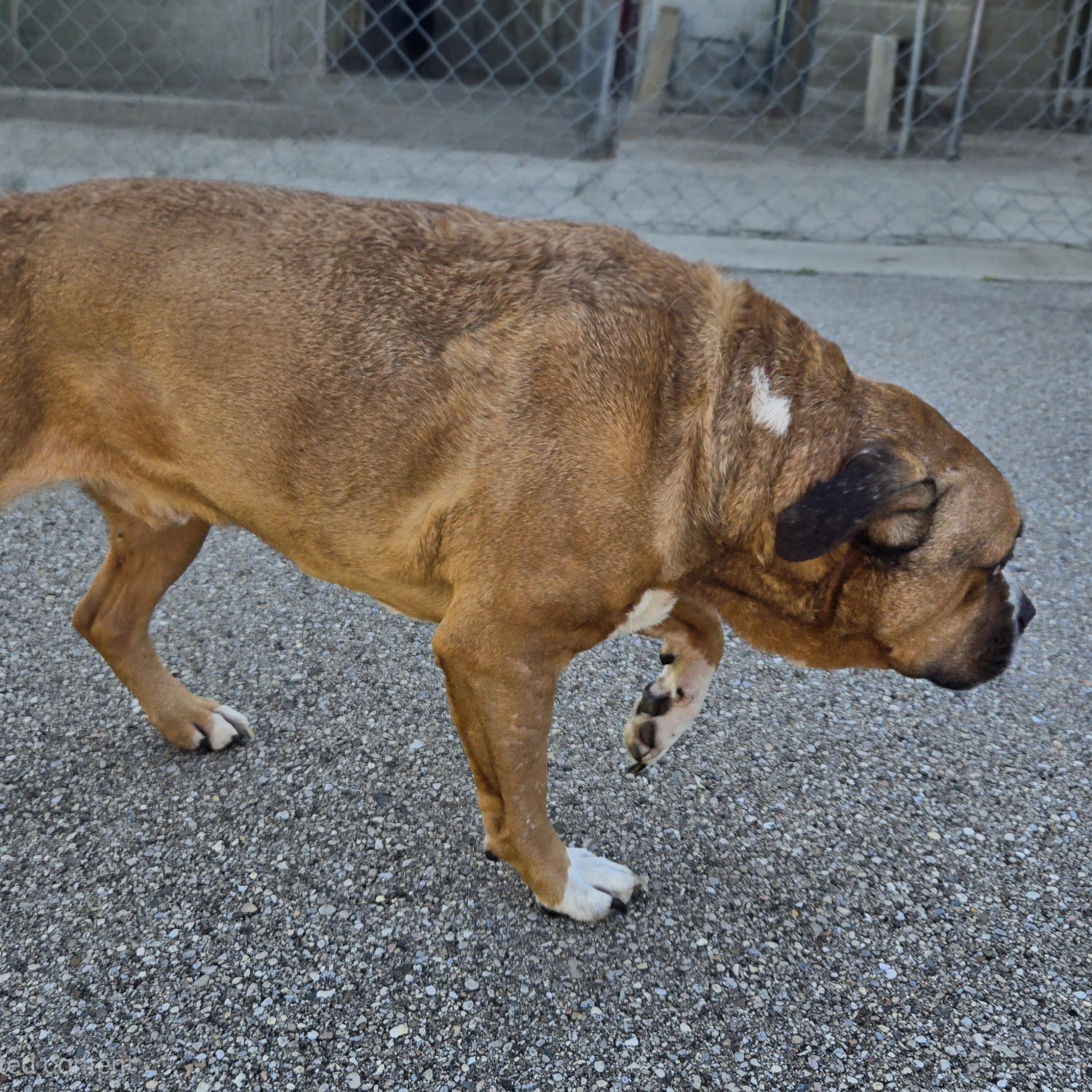 Enlarge Bosart , a ADOPTABLE American Staffordshire Terrier in Xenia , OH image 3/6