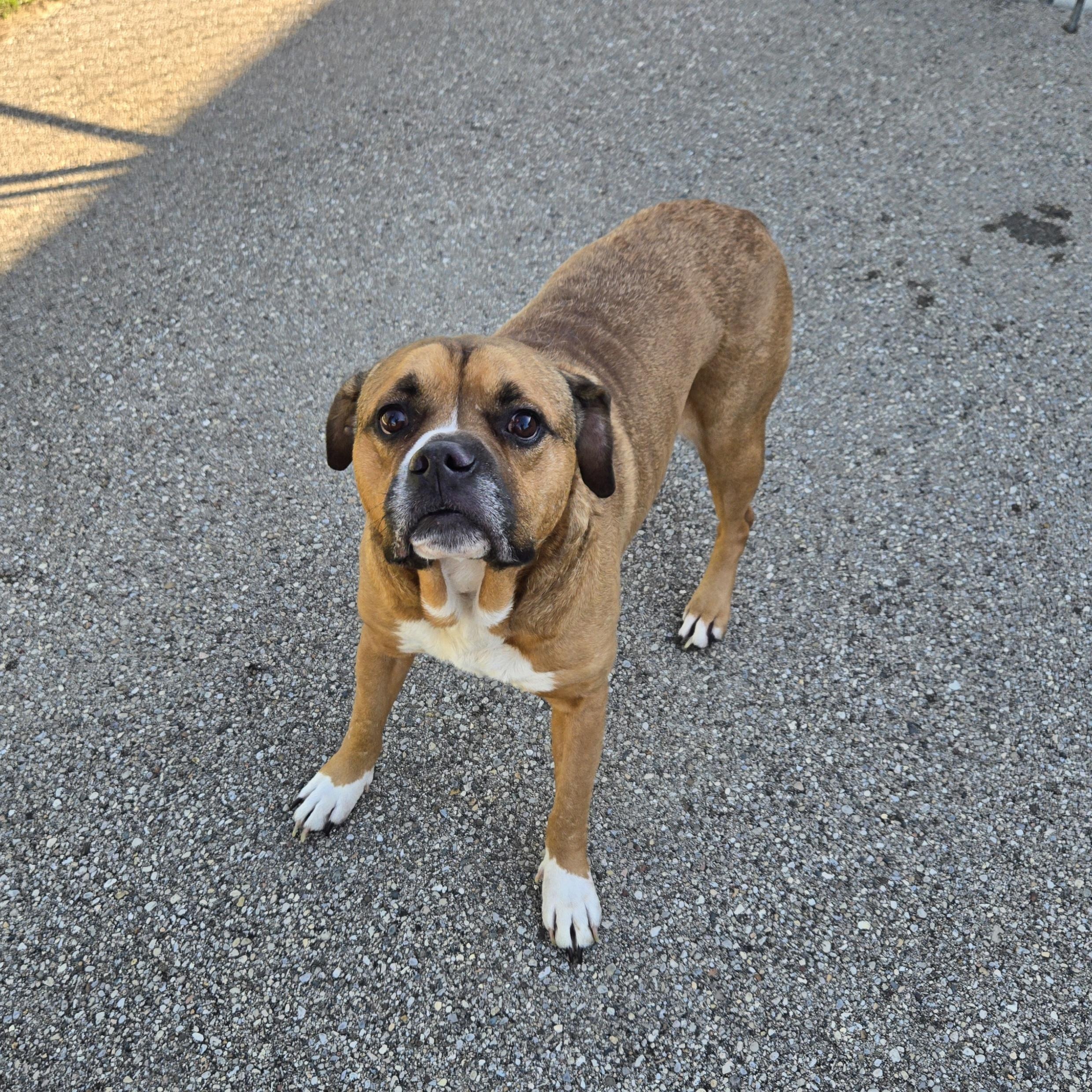 Enlarge Bosart , a ADOPTABLE American Staffordshire Terrier in Xenia , OH image 1/6
