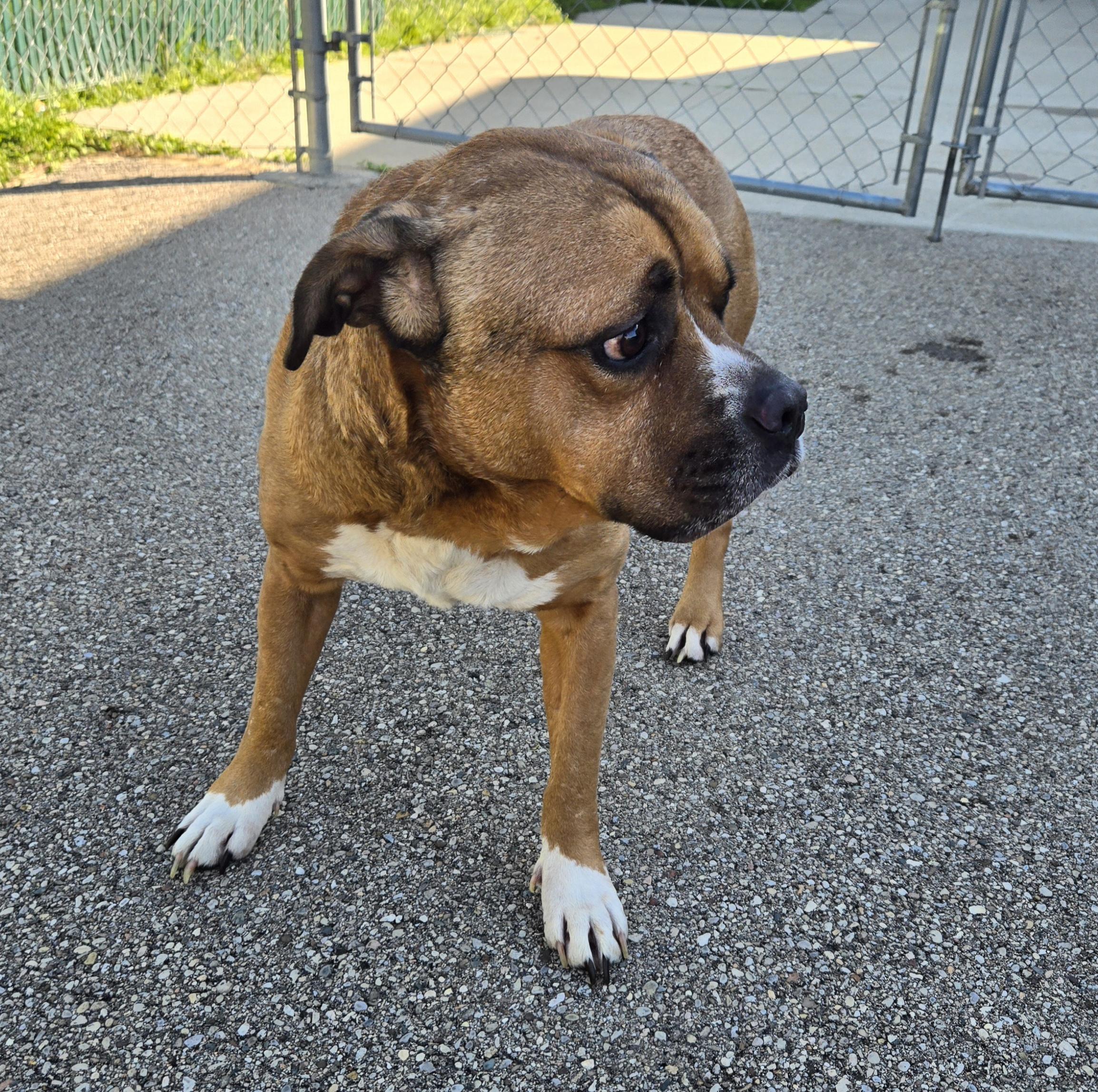 Enlarge Bosart , a ADOPTABLE American Staffordshire Terrier in Xenia , OH image 2/6