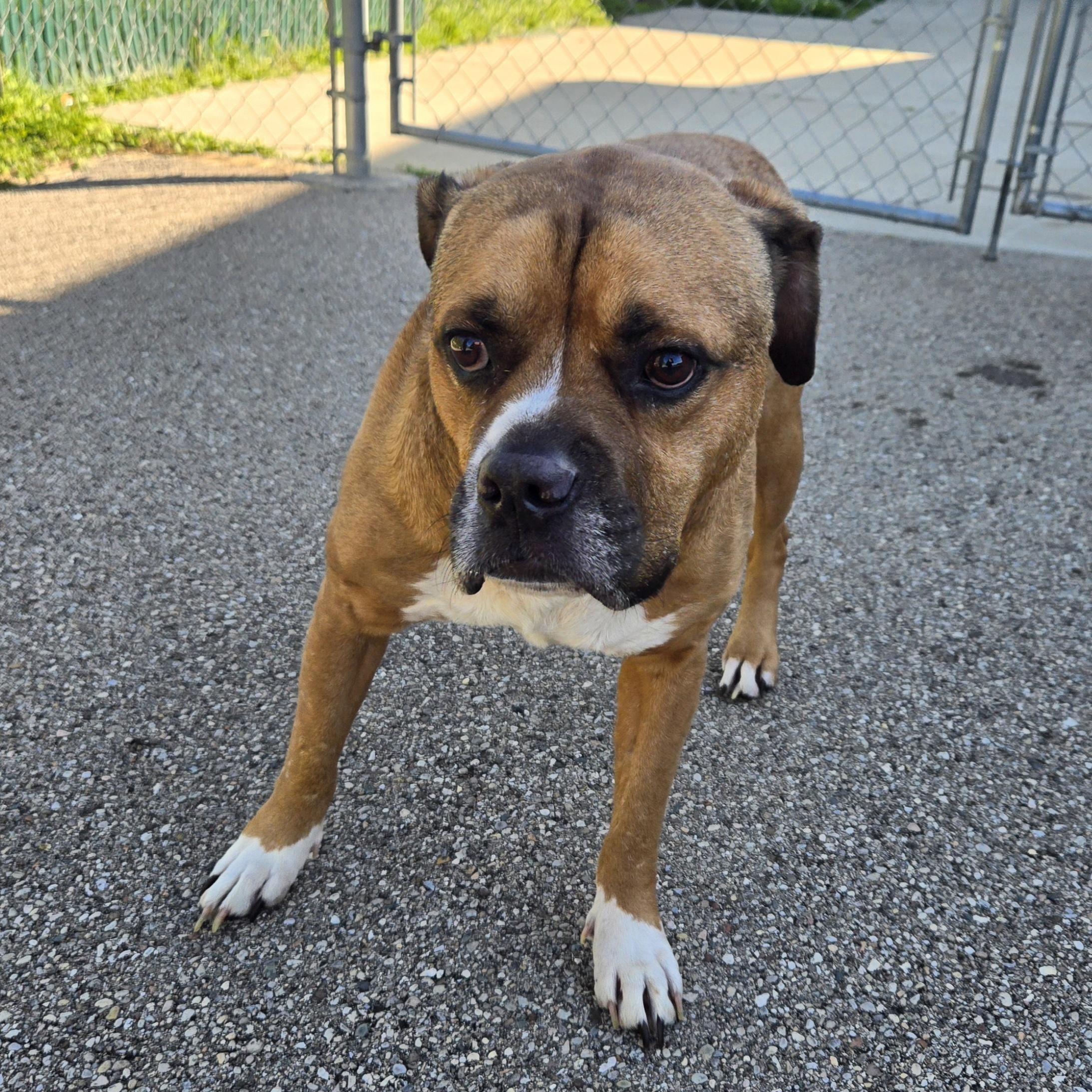 Enlarge Bosart , a ADOPTABLE American Staffordshire Terrier in Xenia , OH image 4/6