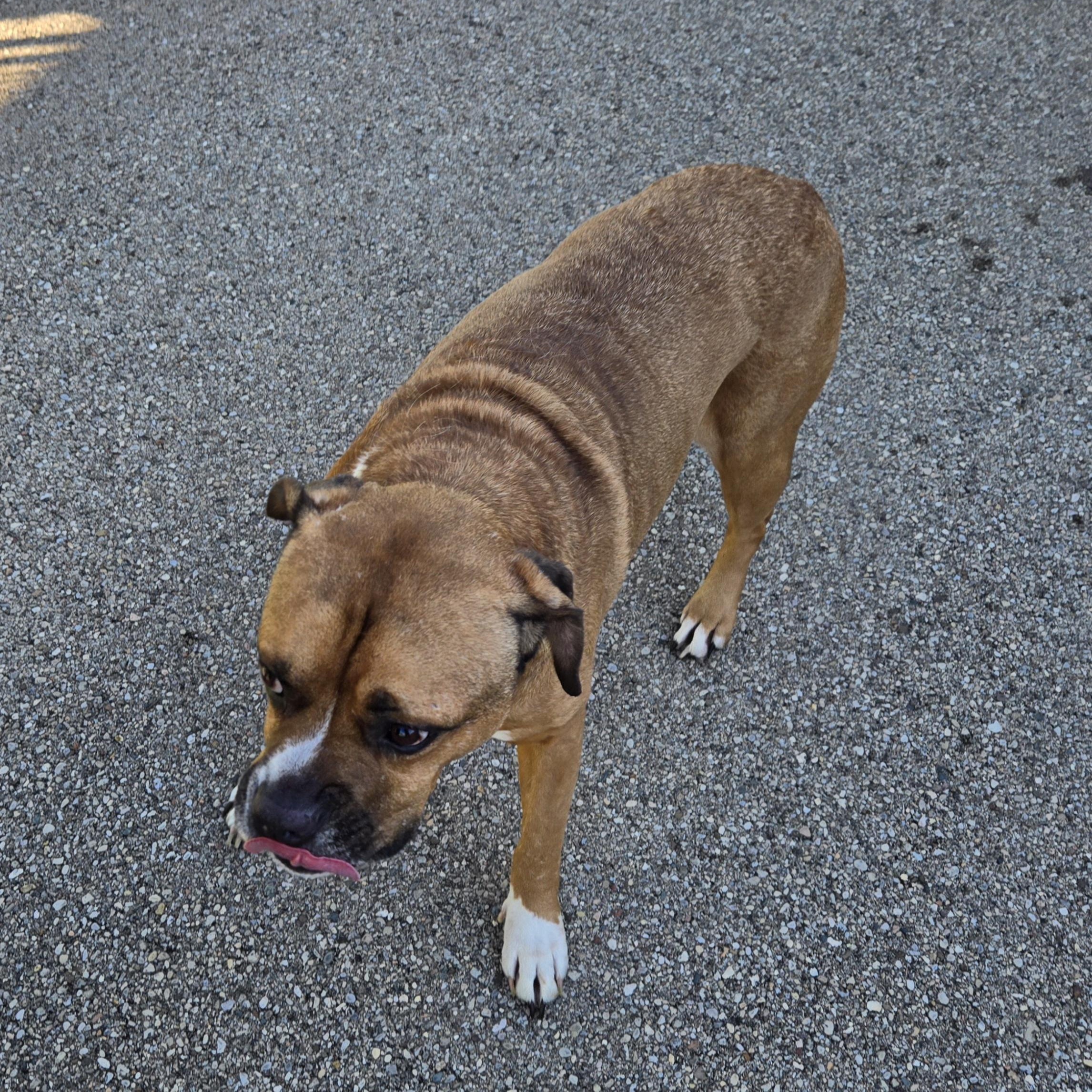 Enlarge Bosart , a ADOPTABLE American Staffordshire Terrier in Xenia , OH image 6/6
