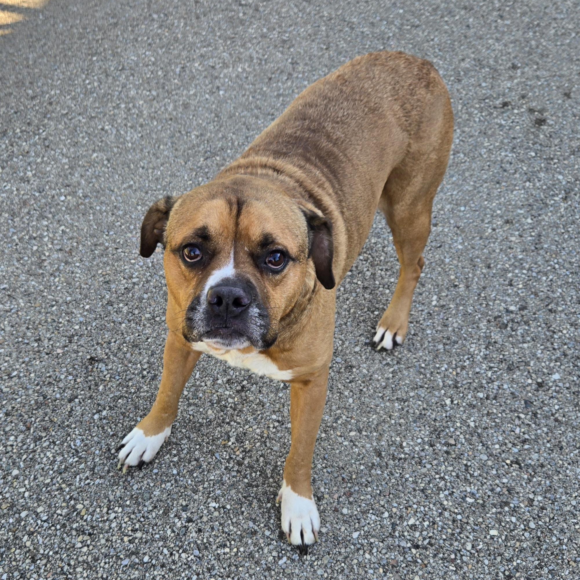 Enlarge Bosart , a ADOPTABLE American Staffordshire Terrier in Xenia , OH image 5/6