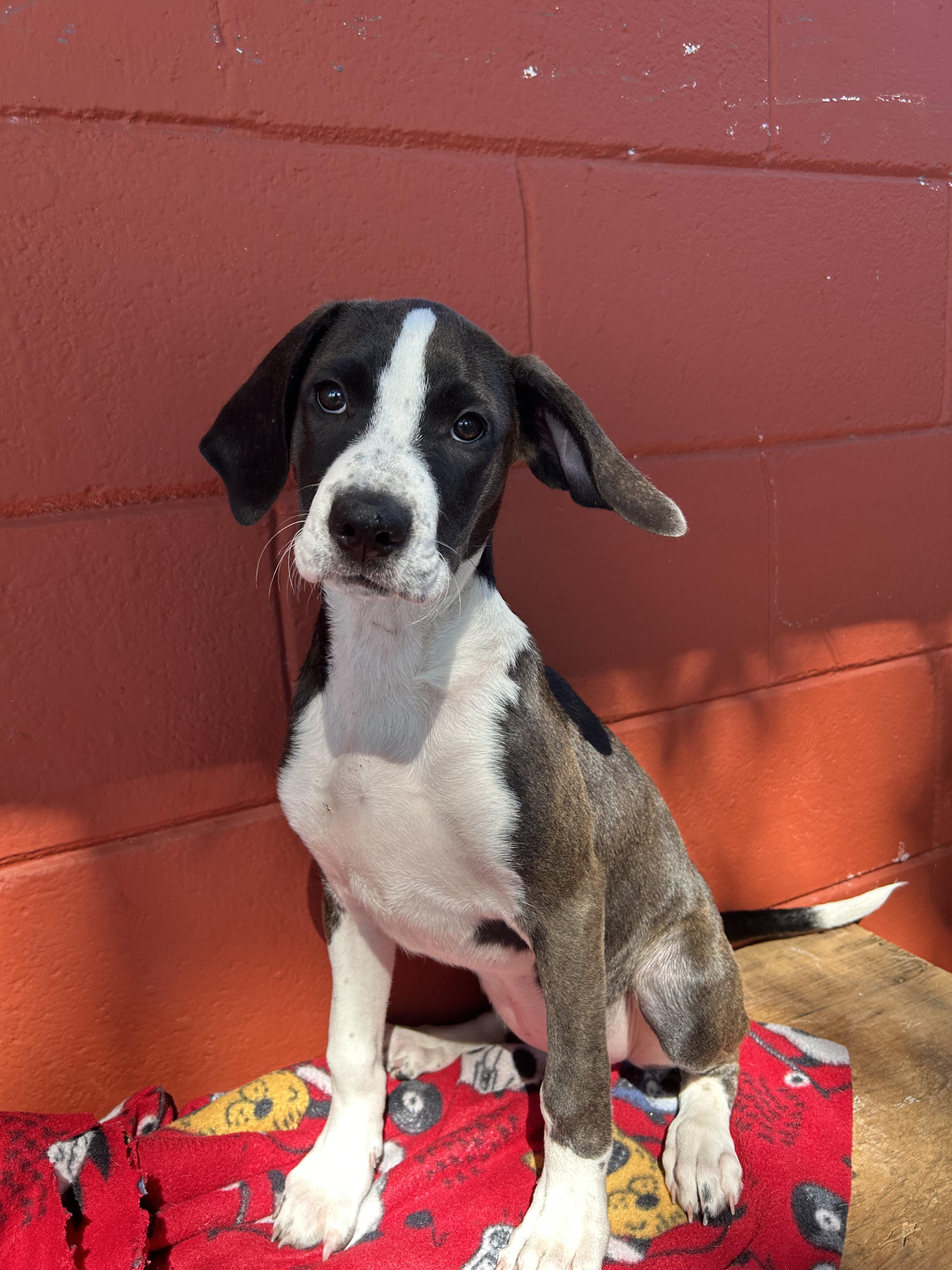 Pointer Mix Rescue Dog for adoption - Maple, a Pointer & Hound Mix in Pensacola, FL ...