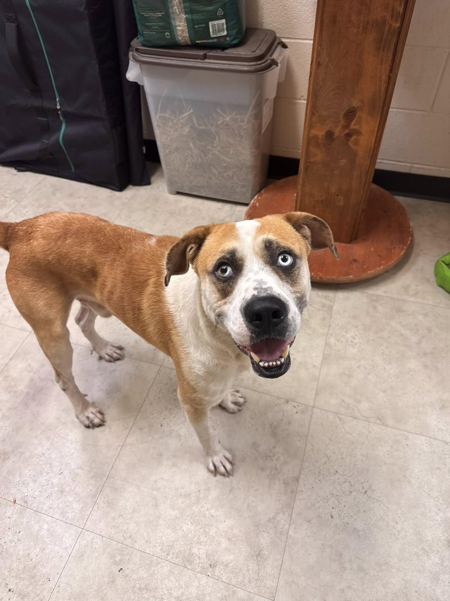 Enlarge Blue Taki, a Adoptable Bull Terrier in Richardson, TX image 2/3