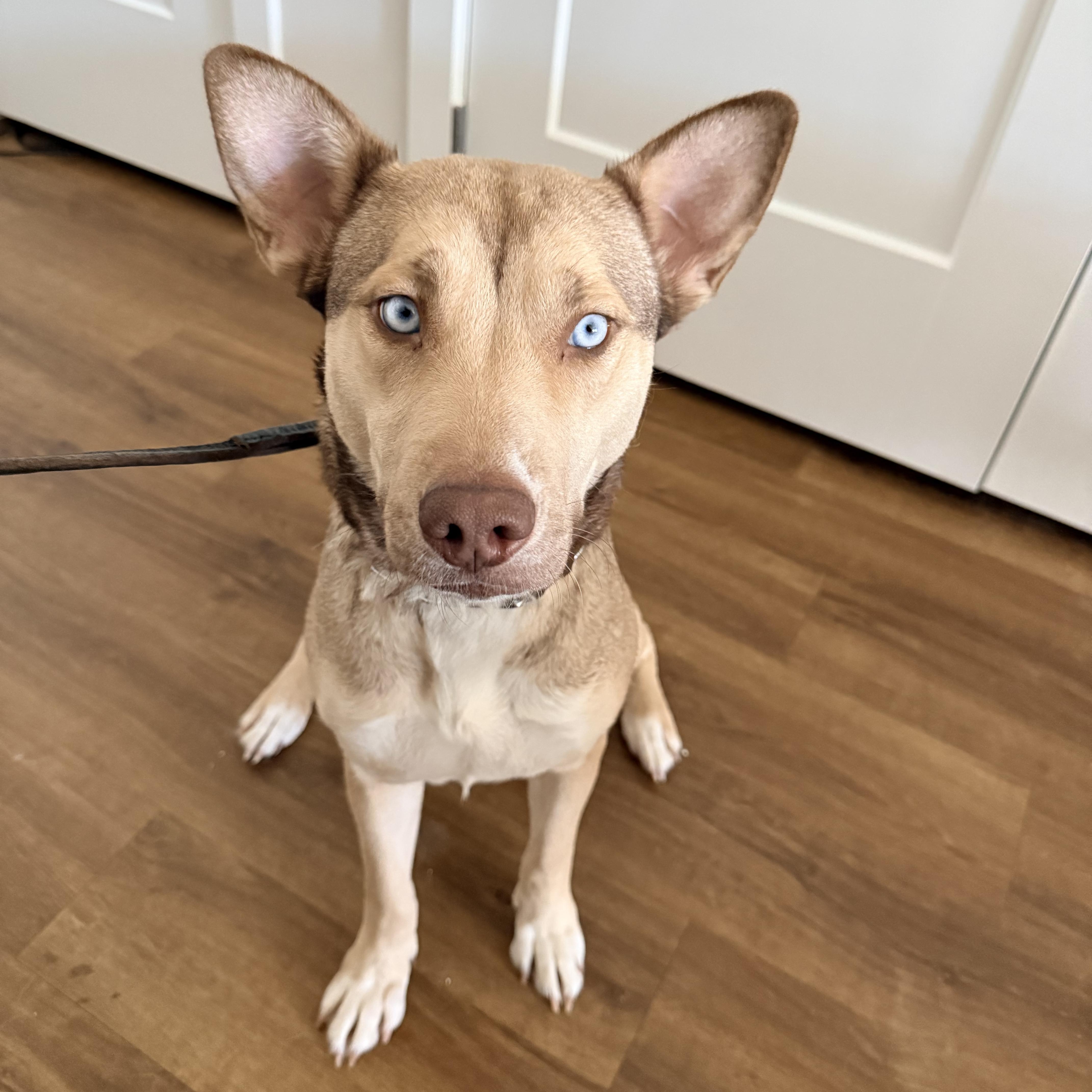 Wynter, ADOPTABLE, Young Female Mixed Breed.